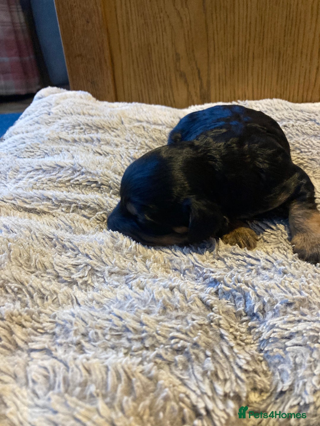 Cockapoo dogs for sale: Stunning Litter of Phantom F1 Cockapoo Puppies - Image 9