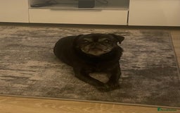 Jug dogs for sale: Female Jug Aged 12 - Advert 1