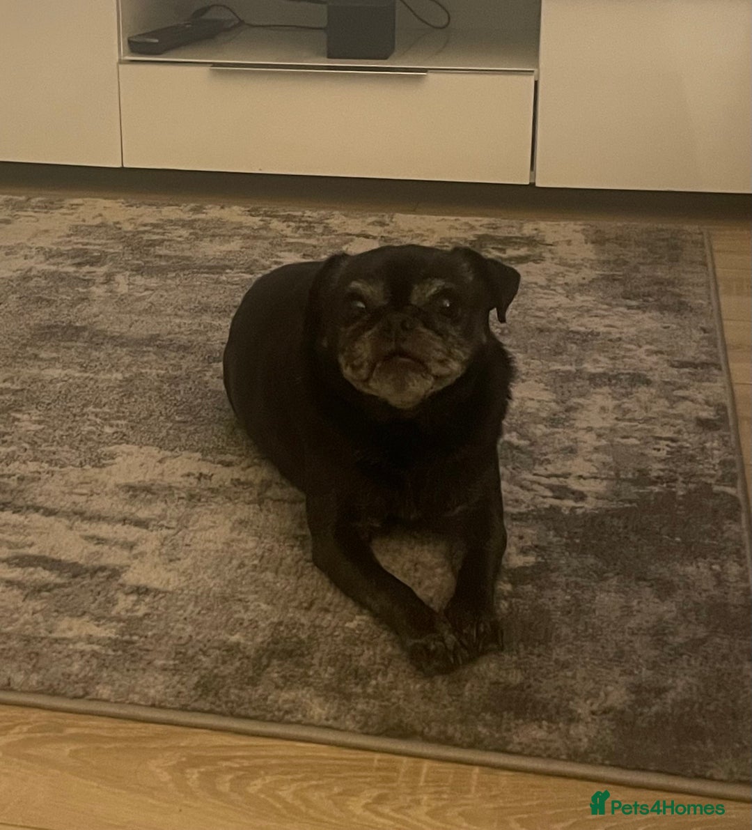 Jug dogs for sale: Female Jug Aged 12 - Advert 1