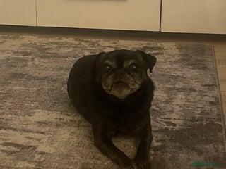 Jug dogs Female Jug Aged 12 - Advert 1