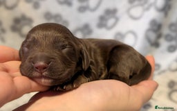 Cocker Spaniel dogs for sale: 🐾 KC Reg - Working Cocker spaniel DNA Tested 🧬 - Image 11