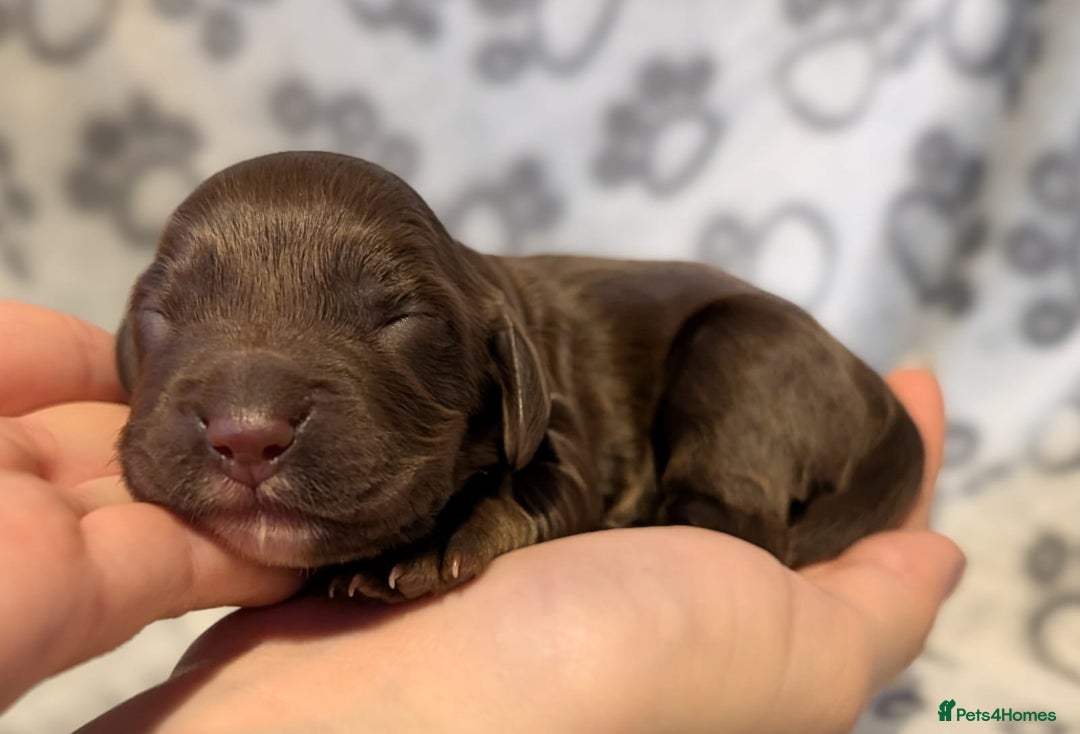 Cocker Spaniel dogs for sale: 🐾 KC Reg - Working Cocker spaniel DNA Tested 🧬 - Image 11