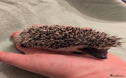 Pygmy Hedgehog rodents for sale: Little girl hedgehog  - Image 3