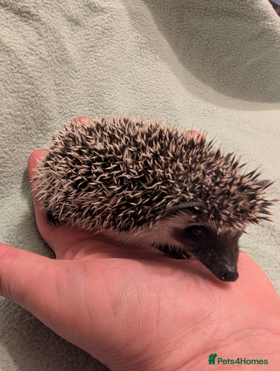 Pygmy Hedgehog rodents for sale: Little girl hedgehog  - Image 3