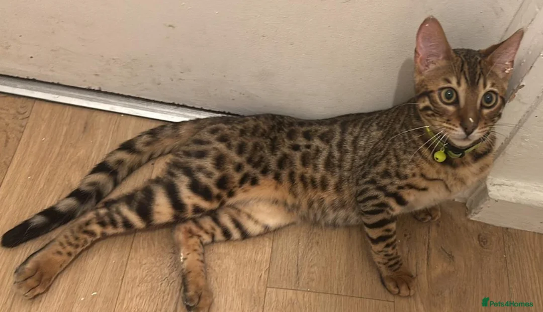 Bengal cats for sale: Pure bengal male for sale  - Advert 5