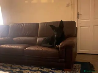 German Shepherd dogs German shepherd - Advert 1