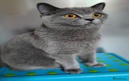 British Shorthair cats for sale: Champion line British Shorthair kittens  - Image 2