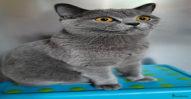 British Shorthair cats - Advert 15