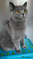 British Shorthair cats - Advert 6