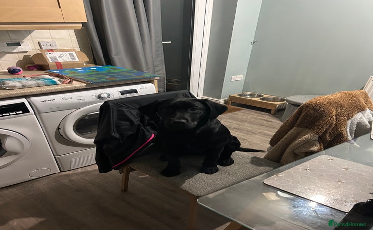Labrador Retriever dogs in Cheltenham - Advert 12