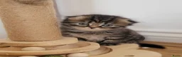Scottish Fold cats for sale: Beautiful and healthy  Scottish fold mixed - Advert 16