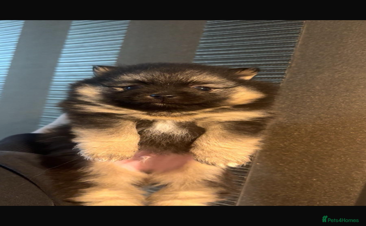 Pomeranian dogs - Advert 1