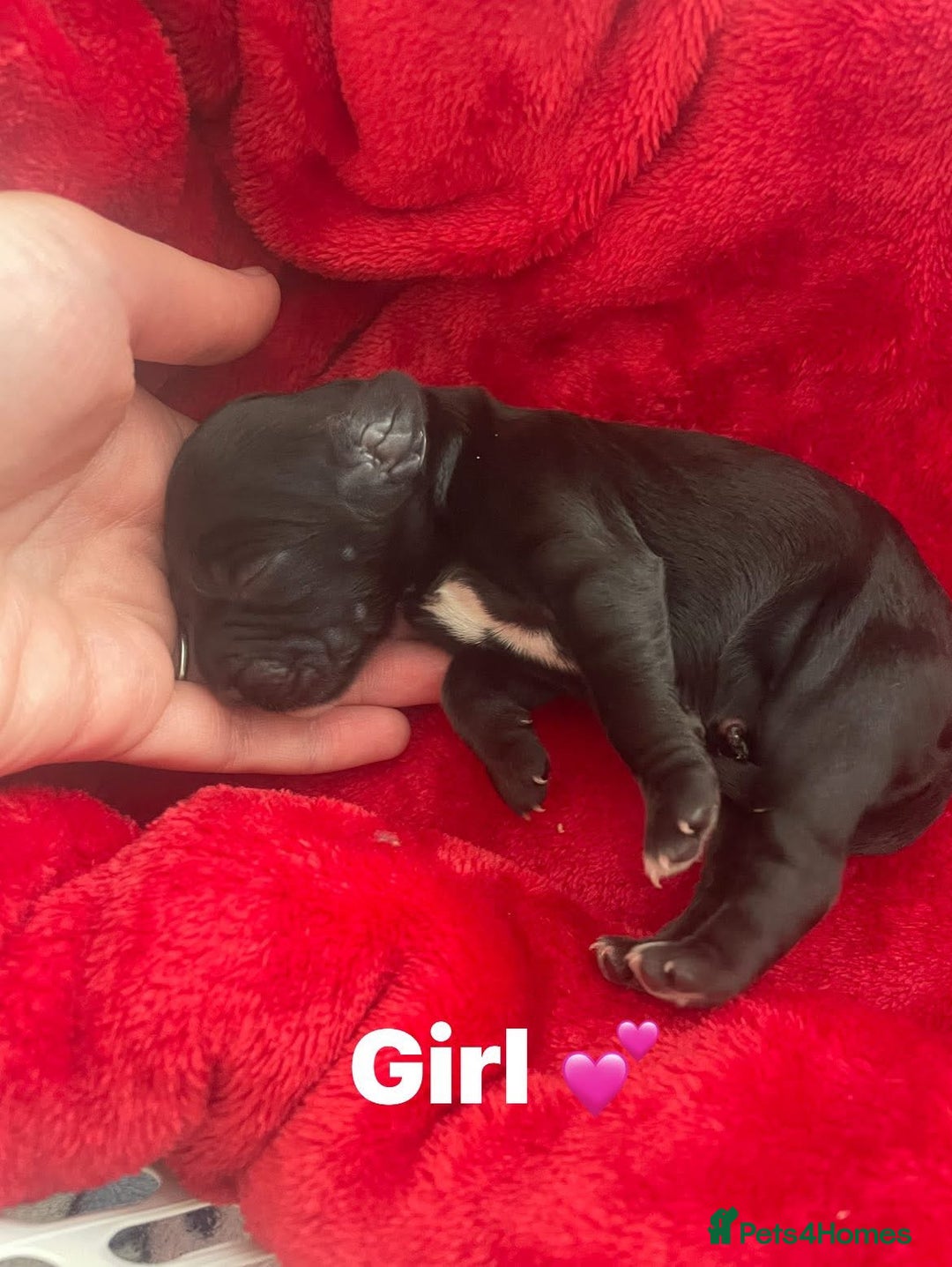 Mixed Breed dogs for sale: Cocker spaniel x  - Image 1