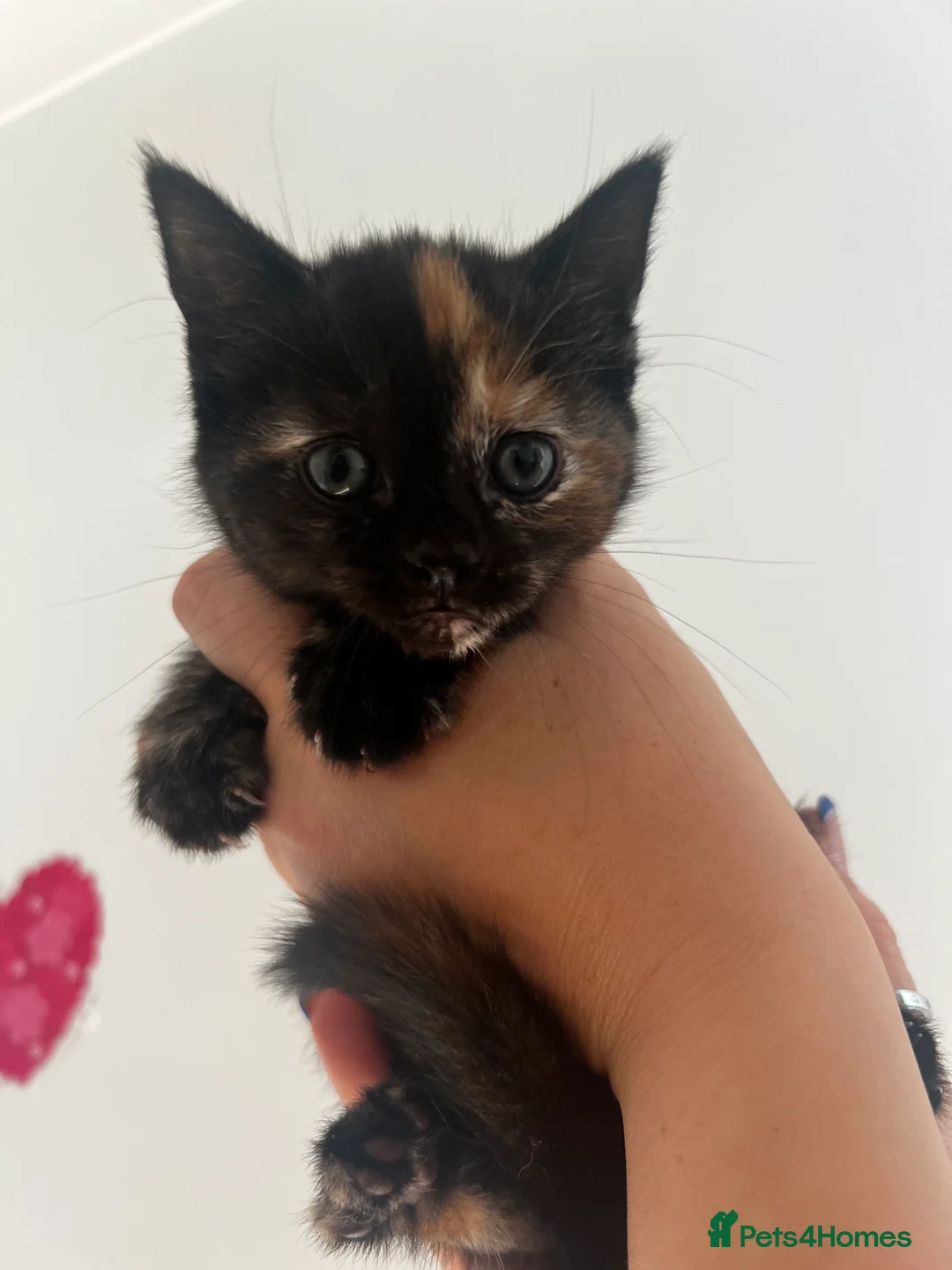 Mixed Breed cats for sale: 4 adorable kittens for sale  in Basildon - Advert 2