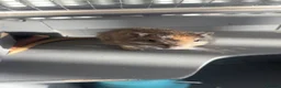 Gerbil rodents for sale: Two female gerbils in Nottingham - Advert 3