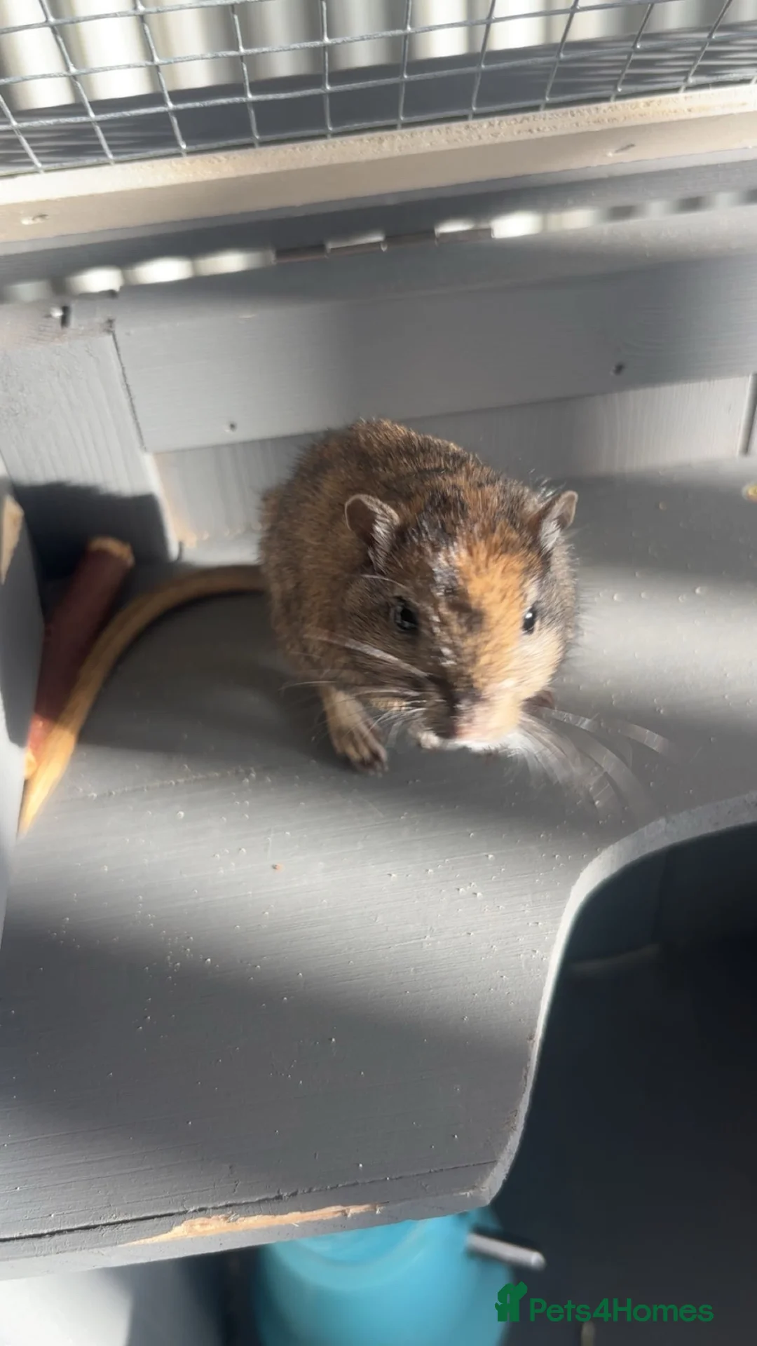 Gerbil rodents for sale: Two female gerbils in Nottingham - Advert 3