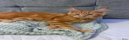 Maine Coon cats for sale: Purebred Maine Coon kittens - Advert 17