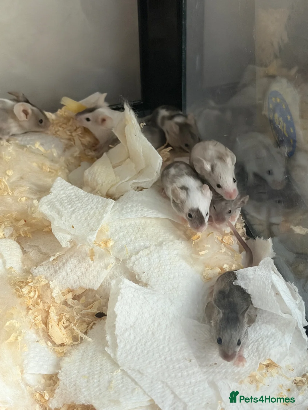 Mouse rodents for sale: Baby mice ready for new homes  in Perth - Advert 3