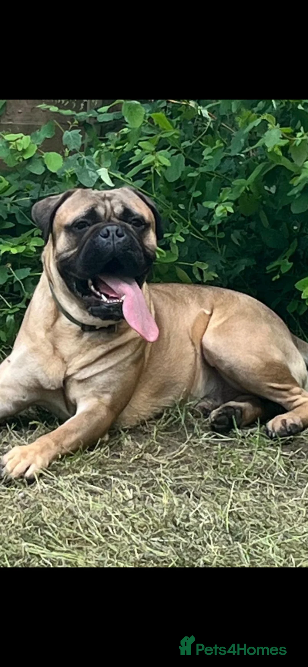 Mixed Breed dogs for sale: Boxer X Bullmastiff Puppies £600 in Wellingborough - Advert 2