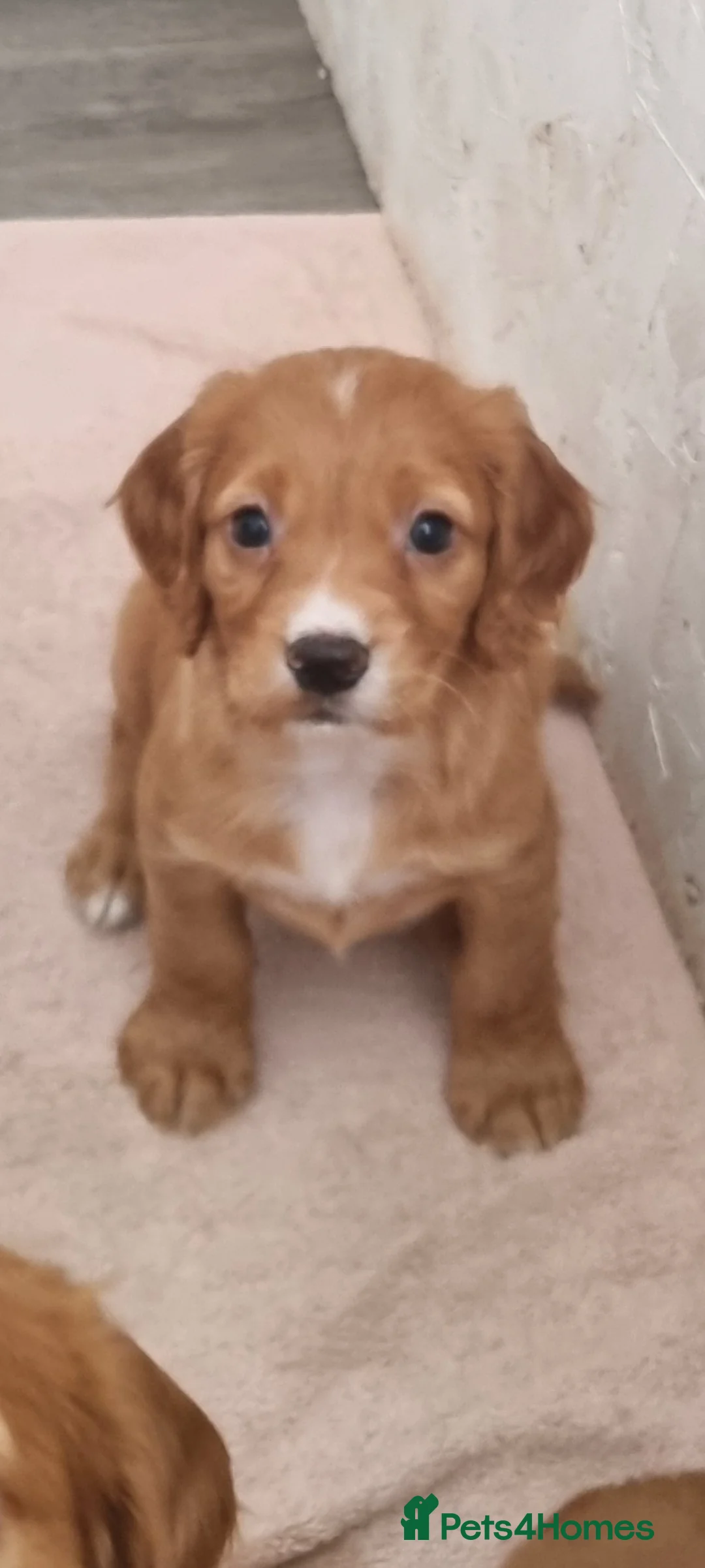 Cocker Spaniel dogs for sale: Cocker spaniel puppies - Advert 2