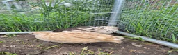 Quail poultry for sale: Mixed variety Coturnix Quail - Advert 4