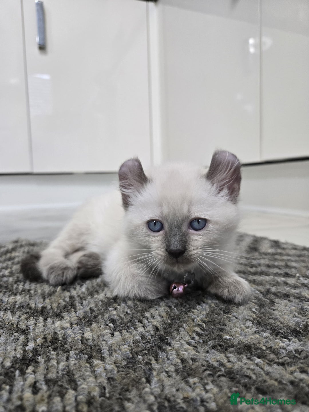 American Curl cats for sale: RARE, Unique, Affectionate American Curl Kittens!  - Advert 6