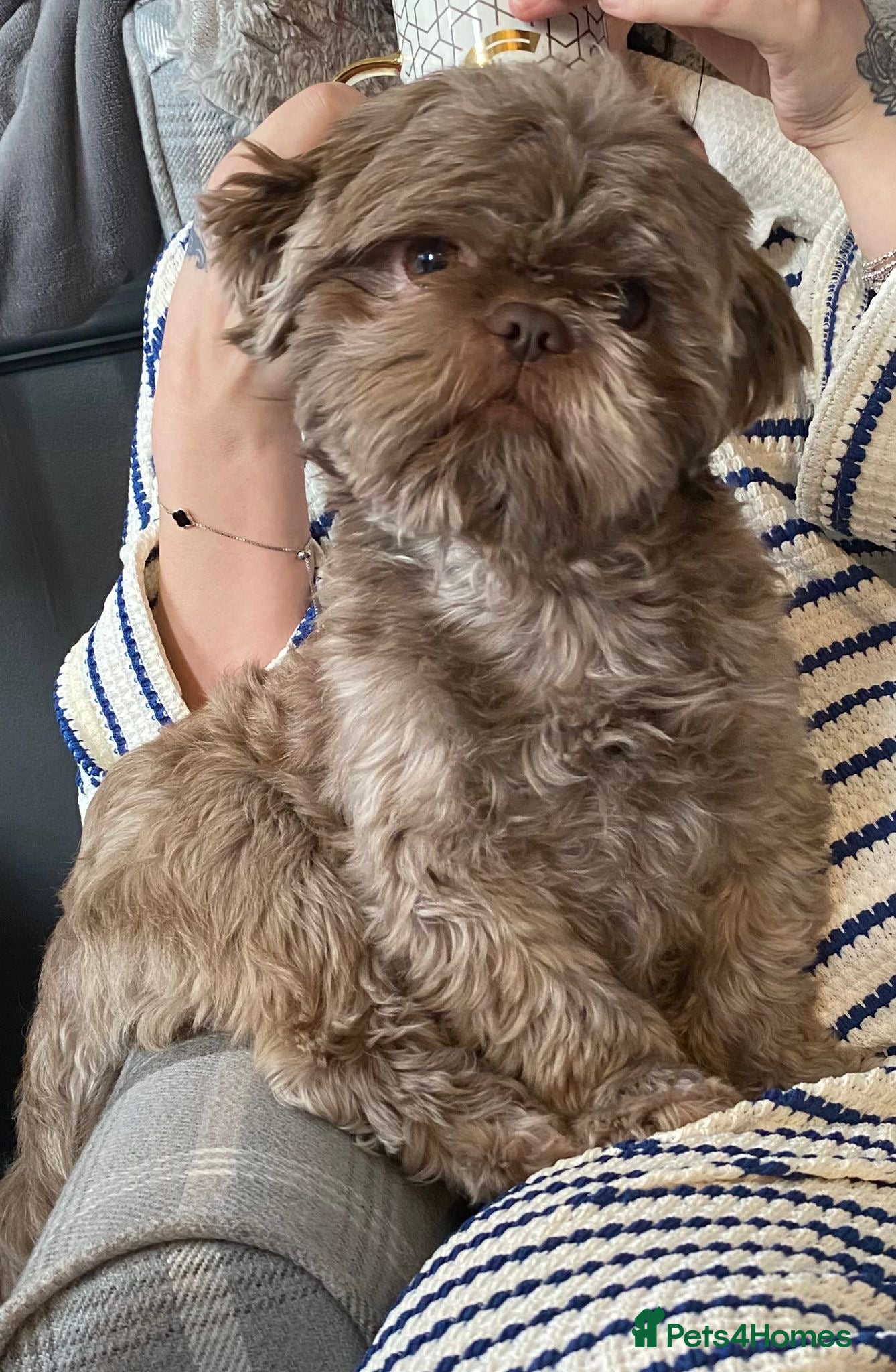 Shih Tzu dogs Patrick  - Advert 2