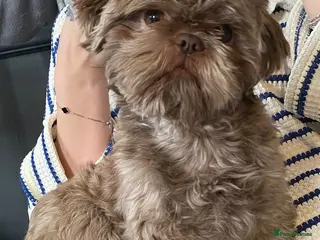 Shih Tzu dogs Patrick - Advert 2