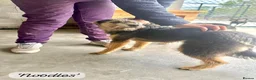 Mixed Breed dogs for adoption: Noodle, 11 months approx. Available for adoption. - Advert 7