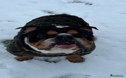 English Bulldog dogs for stud: Stud English Bulldog - Image 8