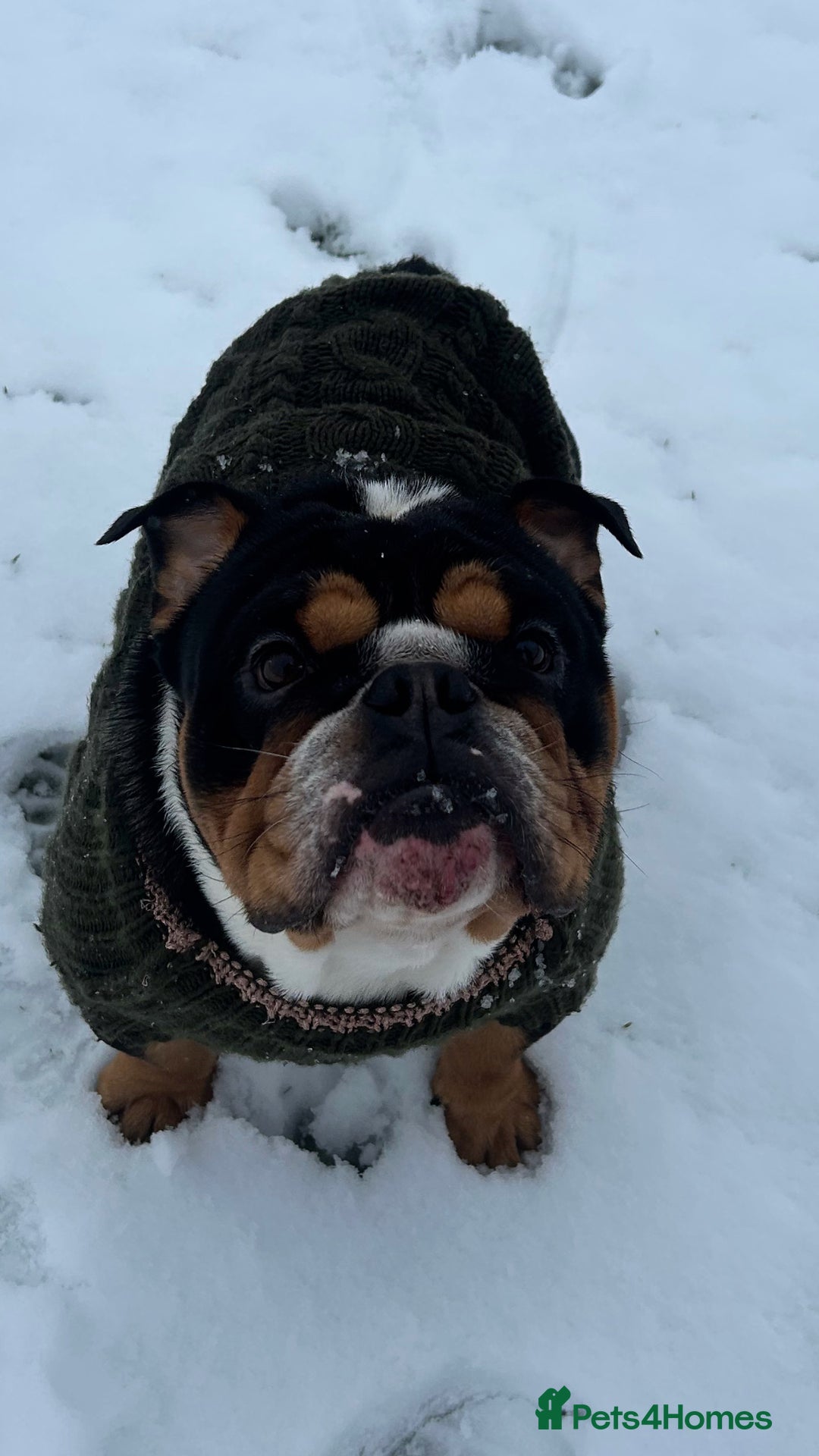 English Bulldog dogs for stud: Stud English Bulldog - Image 8