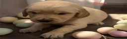 Golden Retriever dogs for sale: KC Golden retriever pups, fame & champion lines - Advert 20