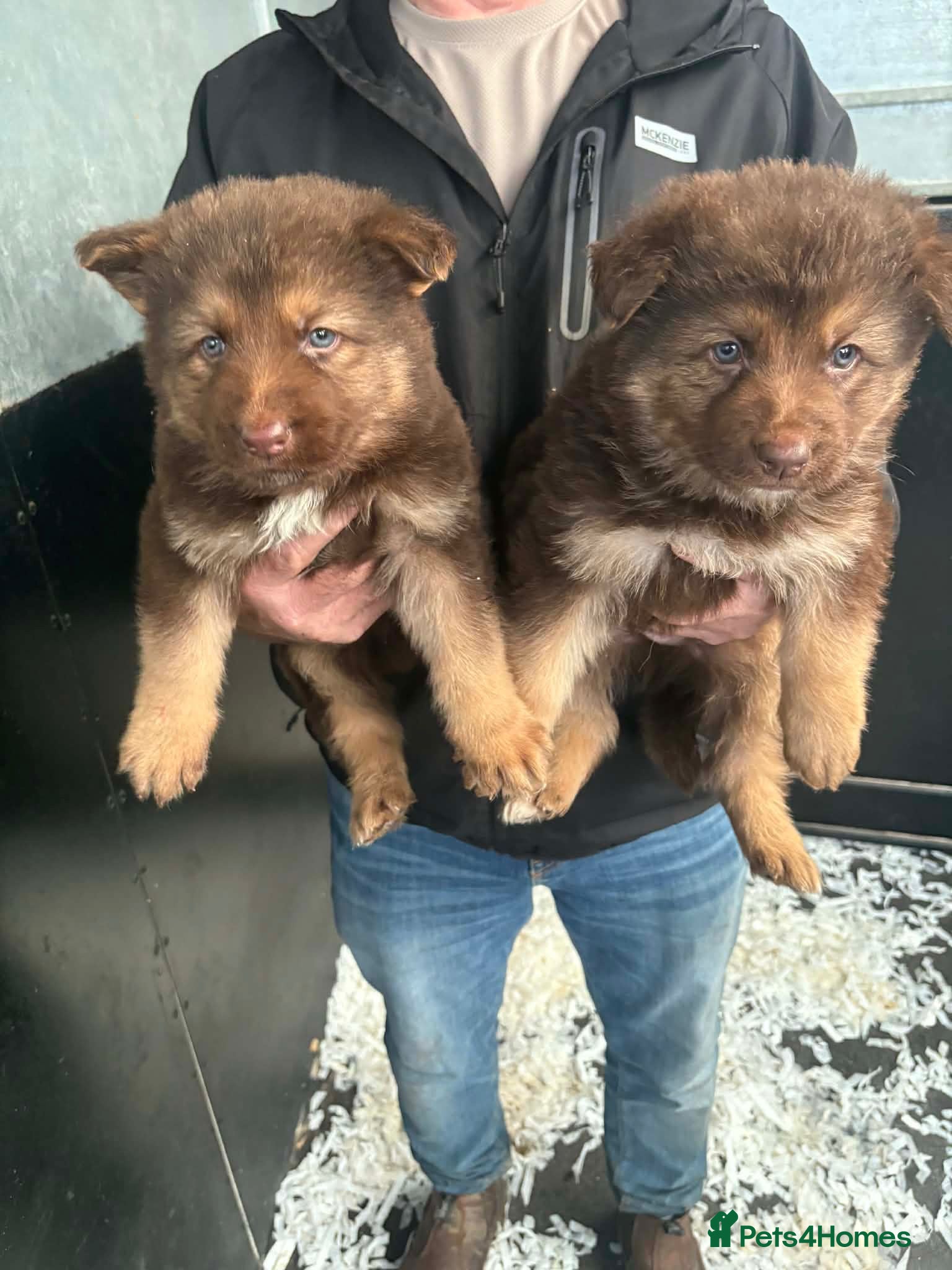 German Shepherd dogs 3 beautiful German shepherd puppies  - Advert 17