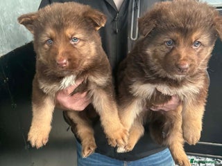 German Shepherd dogs 3 beautiful German shepherd puppies - Advert 17