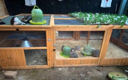 Quail poultry for sale: Quail and complete setup - Advert 1