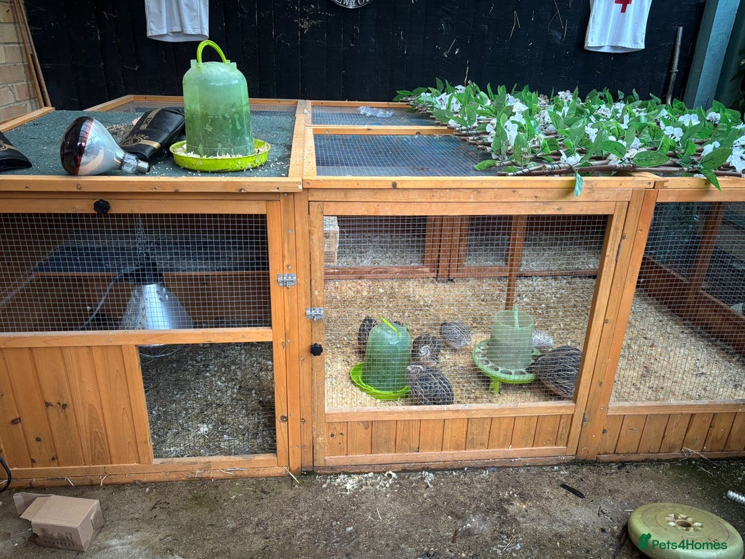 Quail poultry for sale: Quail and complete setup - Advert 1