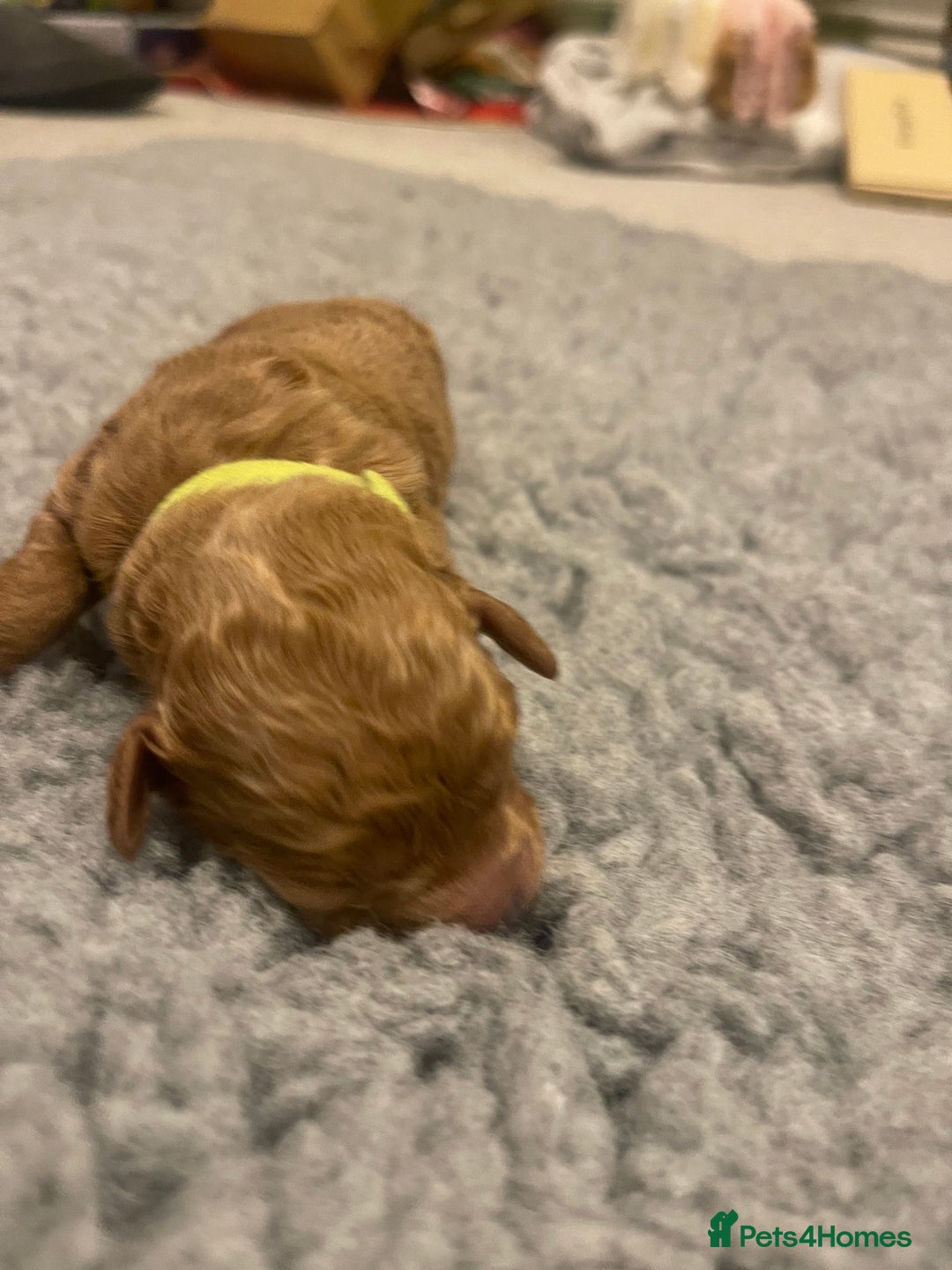 Poochon dogs for sale: Beautiful Poochon puppies for sale  - Advert 8