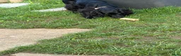 Cocker Spaniel dogs for sale: Cocker spaniel  in Kettering - Advert 3