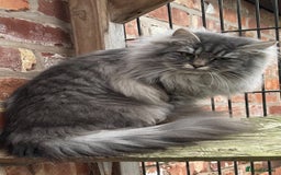 Siberian cats for sale: Siberian  in Southport - Image 9