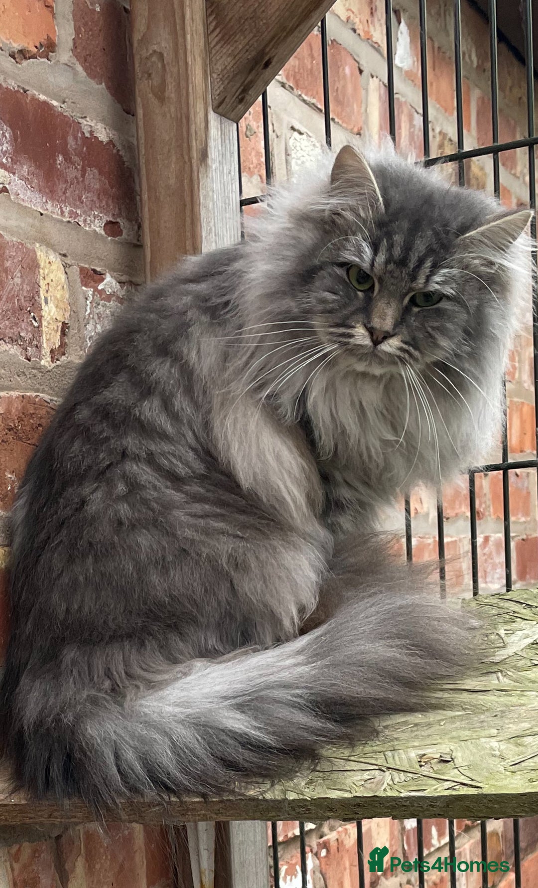 Siberian cats for sale: Siberian  in Southport - Image 9