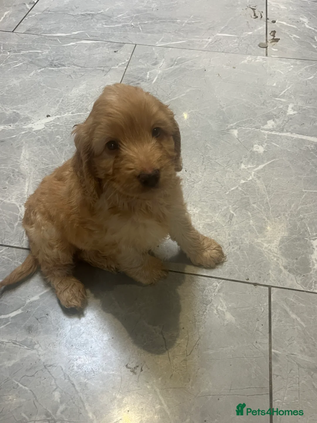 Cockapoo dogs for sale: 6 F1 cockapoo puppies  - Advert 5