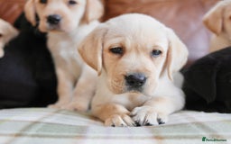 Labrador Retriever dogs for sale: Quality Health Tested Labrador Puppies - Image 2