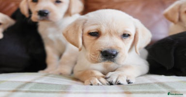 Labrador Retriever dogs - Advert 9