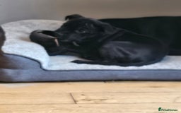 Staffordshire Bull Terrier dogs for sale: Stunning black girl - Image 16