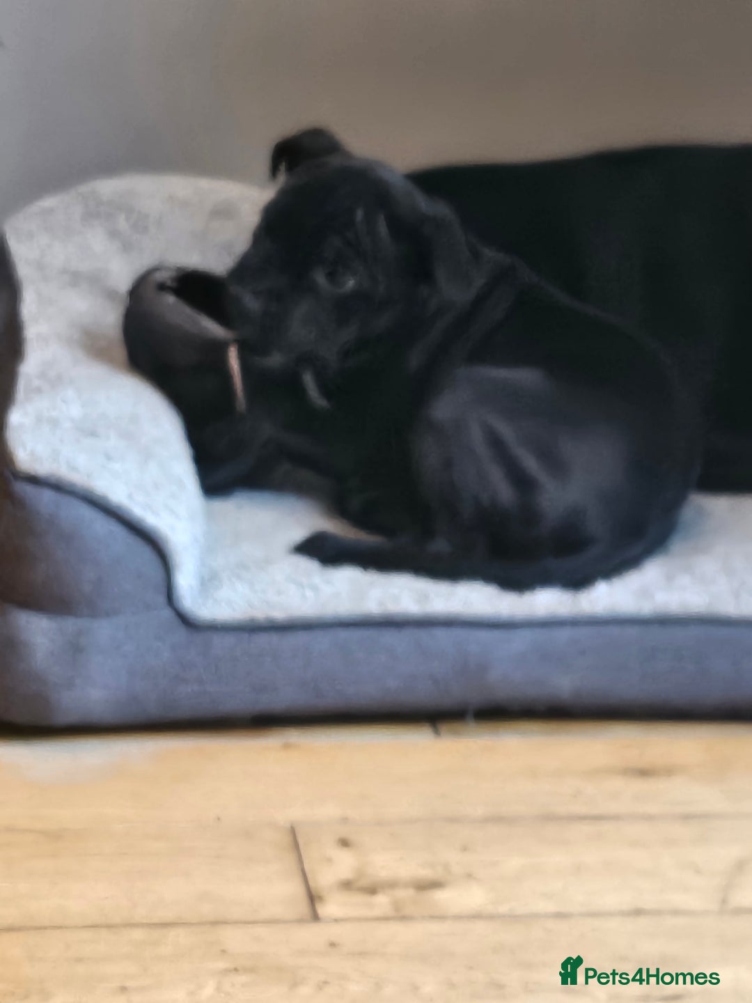 Staffordshire Bull Terrier dogs for sale: Stunning black girl - Image 16