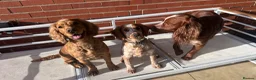 Cocker Spaniel dogs for sale: Gorgeous 8 month old female cocker spaniel - Advert 8