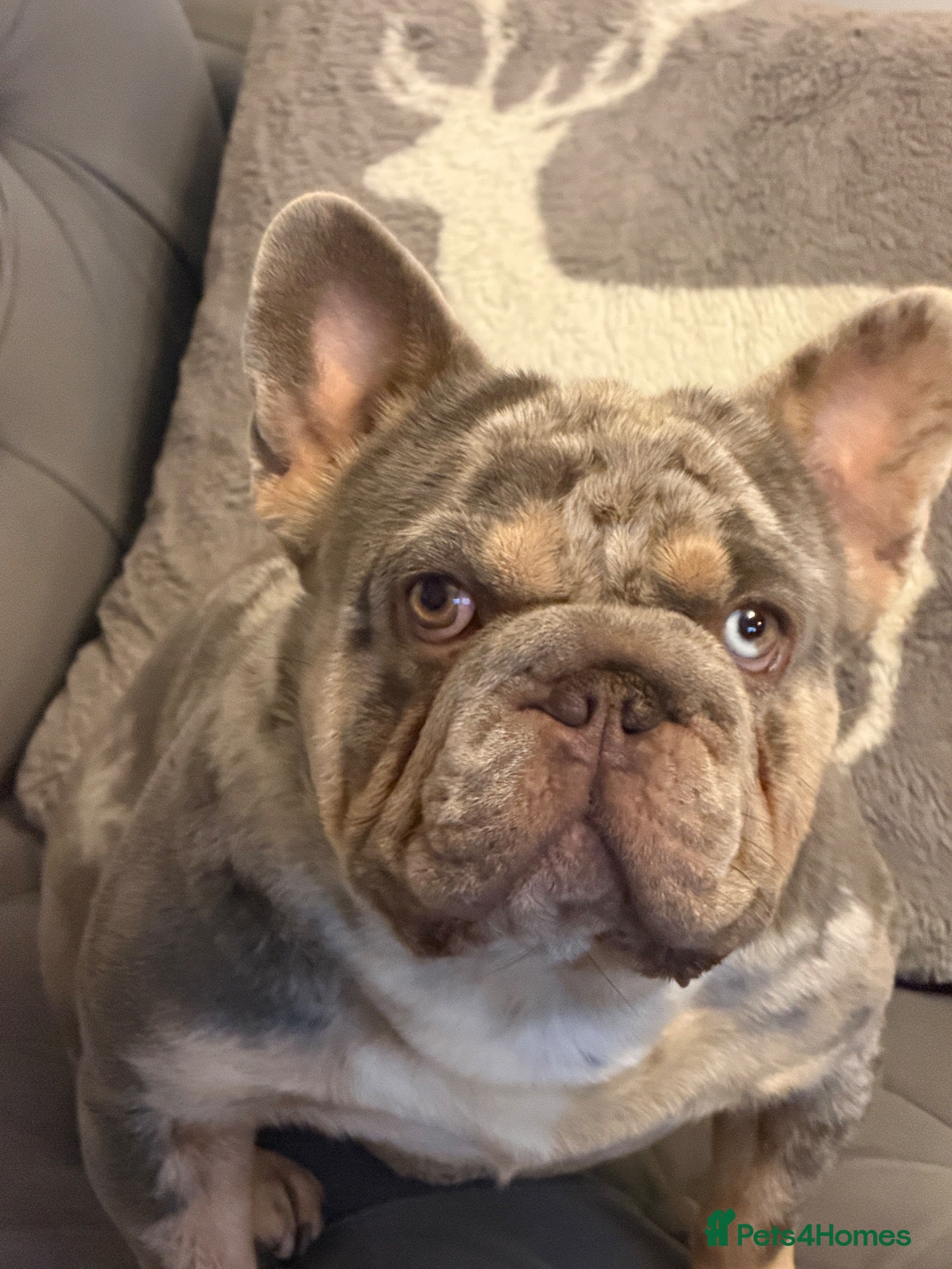 French Bulldog dogs for stud: French Buldog - Advert 1