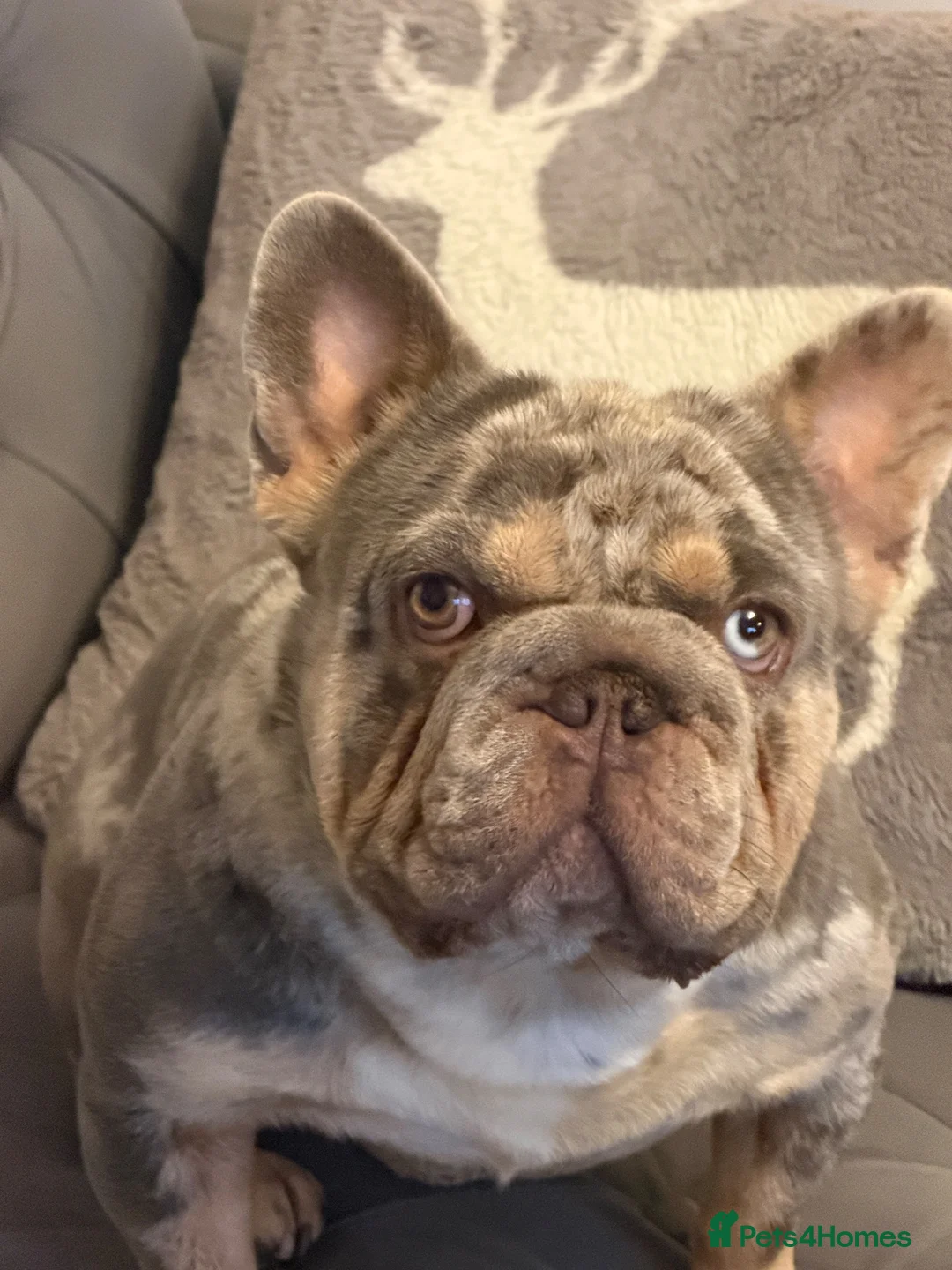 French Bulldog dogs for stud: French Buldog in Crewe - Advert 1