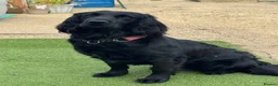 Springador dogs for sale: Beautiful Springadore Puppies (3/4 Labrador)  - Advert 3