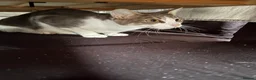 Mixed Breed cats for sale: Beautiful grey and white cat - Advert 2